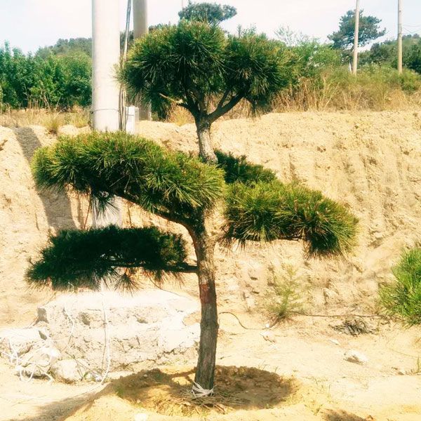 養(yǎng)好松樹(shù)盆景，注意這三點(diǎn)